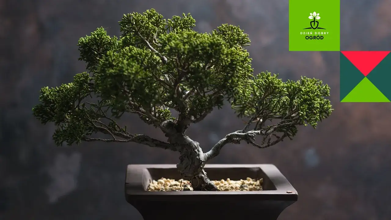 Piękne drzewko bonsai przed domem, z logo 