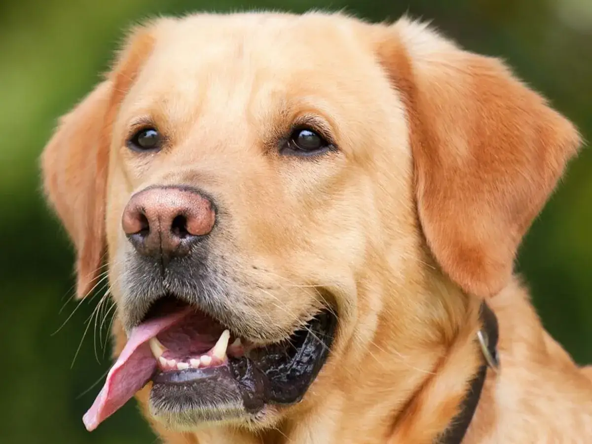 Złoty labrador, z otwartym pyskiem i wystawionym językiem, szybko oddycha po zabawie.