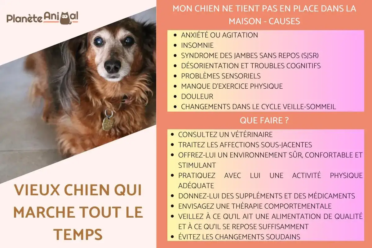 Un vieux chien à l'air fatigué, peut-être un chien désorienté la nuit, regarde la caméra. Le texte suggère des causes et des solutions pour les chiens agités.