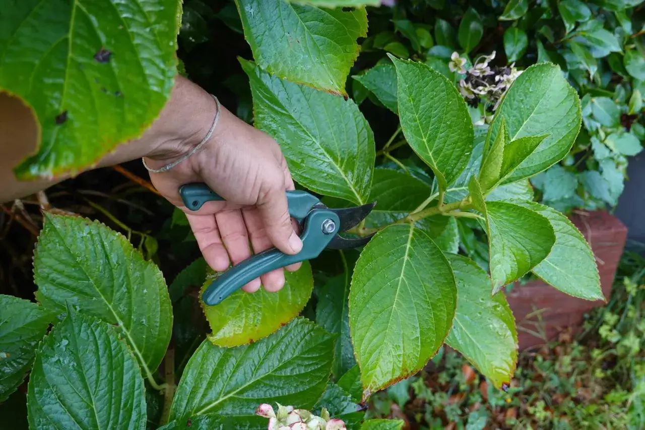 Hand schneidet mit Gartenschere einen Trieb ab, um Hortensien zu vermehren. Grüne Blätter und ein kleiner Blütenansatz sind zu sehen.