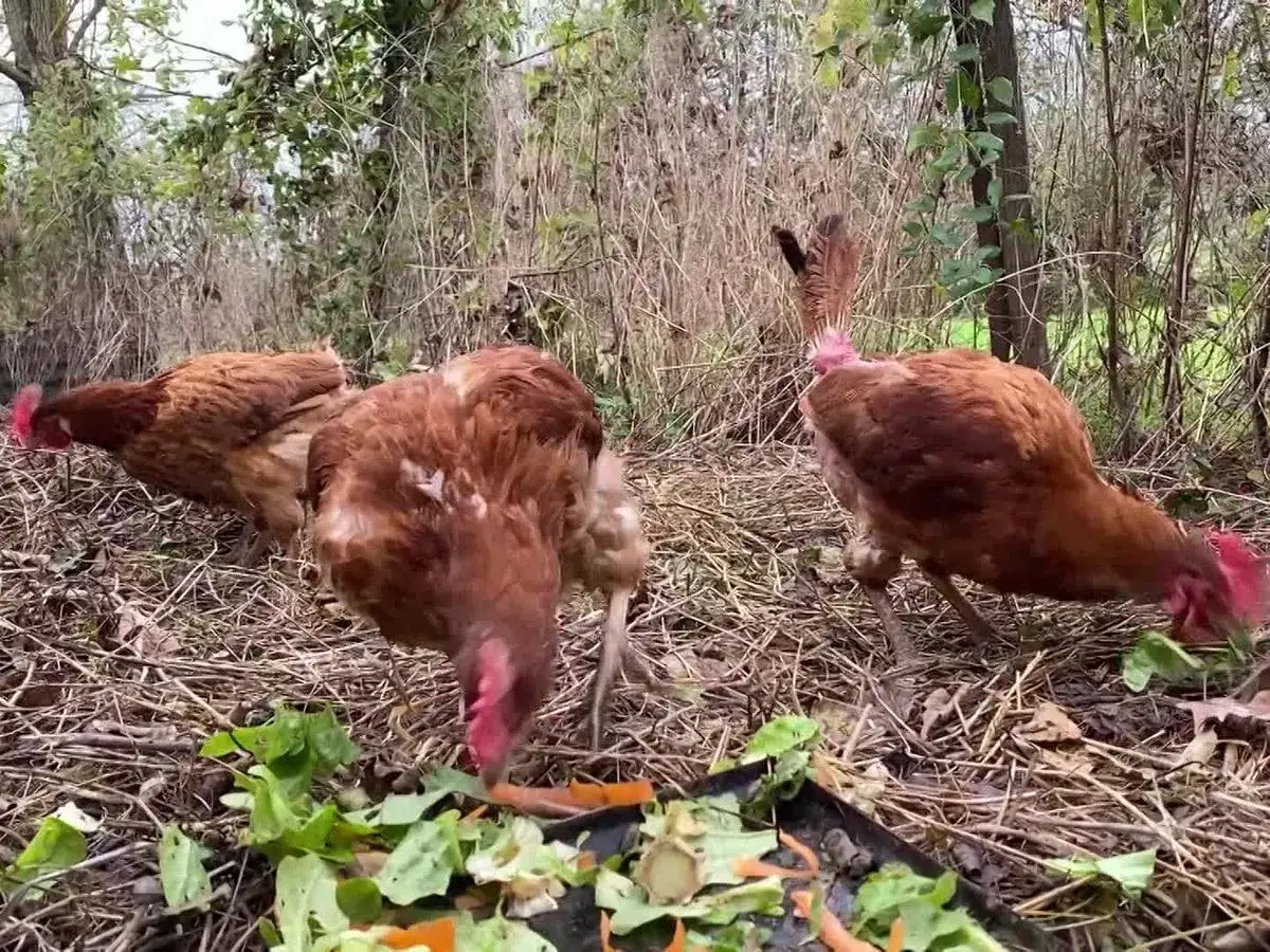 Trois poules brunes picorent joyeusement des épluchures de courgette et des restes de légumes dans un tas de feuilles mortes.