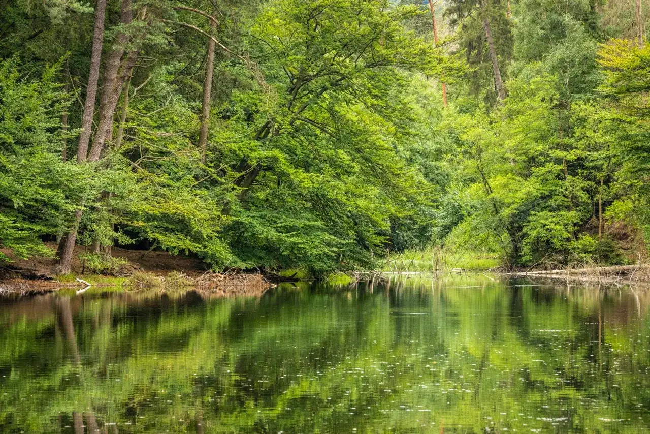 Ein ruhiger **Pivitker Wasserweg** schl&auml;ngelt sich durch einen &uuml;ppigen, gr&uuml;nen Wald. Die B&auml;ume spiegeln sich im stillen Wasser.