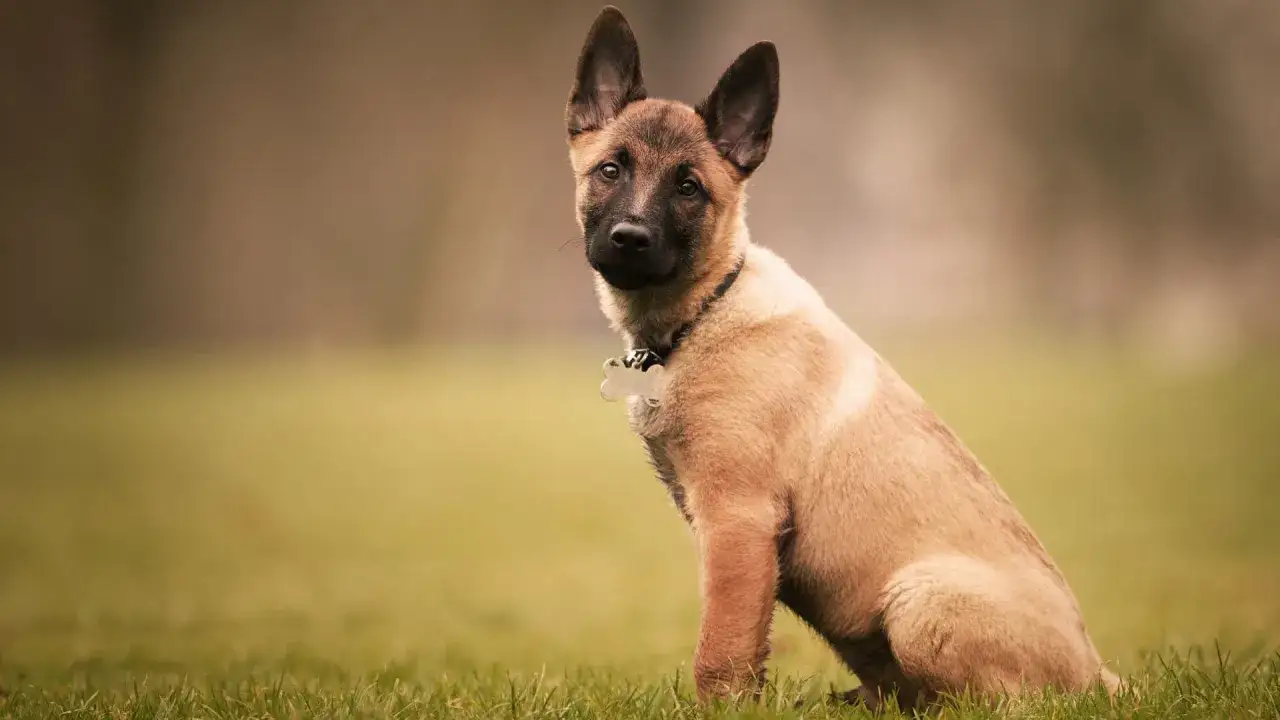 Un adorable bébé malinois, assis dans l'herbe, regarde attentivement.