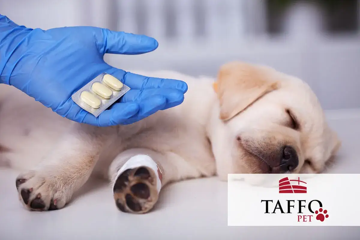 Un cucciolo dorme mentre una mano guantata offre un antibiotico. Quanto tempo ci vuole perché l'antibiotico cane faccia effetto?