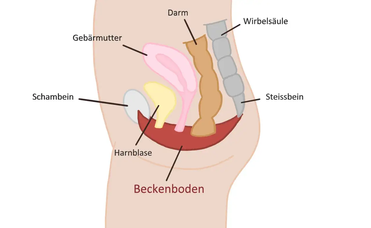 Beckenboden-Anatomie: Gebärmutter, Darm, Harnblase, Wirbelsäule. Osteopathie-Erfahrungen können hier ansetzen.
