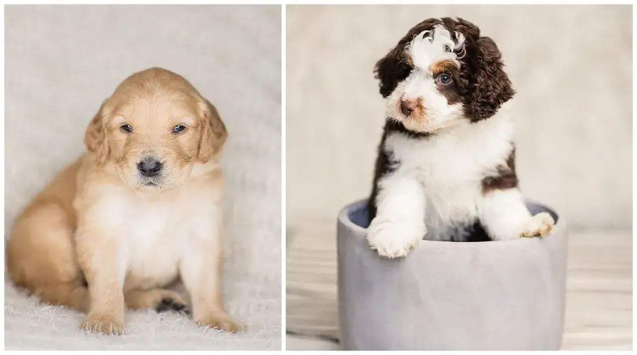 Zwei s&uuml;&szlig;e Welpen: ein goldener Retriever-Welpe und ein Goldendoodle Australian Shepherd Mix in einem Topf.
