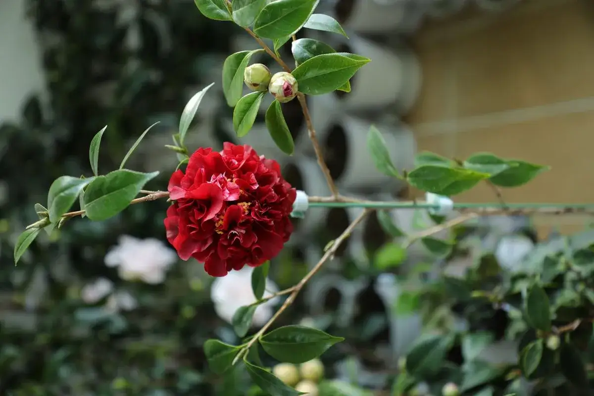 Una camelia roja vibrante, mostrando la belleza de los tipos de camelias. Dos capullos verdes esperan abrirse.