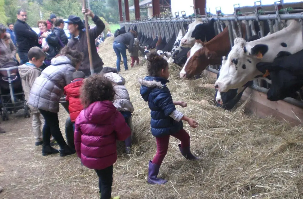 Visite à la ferme de la Villette : des enfants curieux observent des vaches manger du foin.
