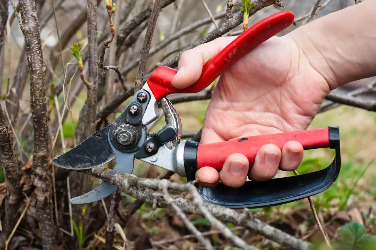 Hand mit Gartenschere schneidet Ast einer Jostabeere. Fr&uuml;hling, neue Triebe sind sichtbar.