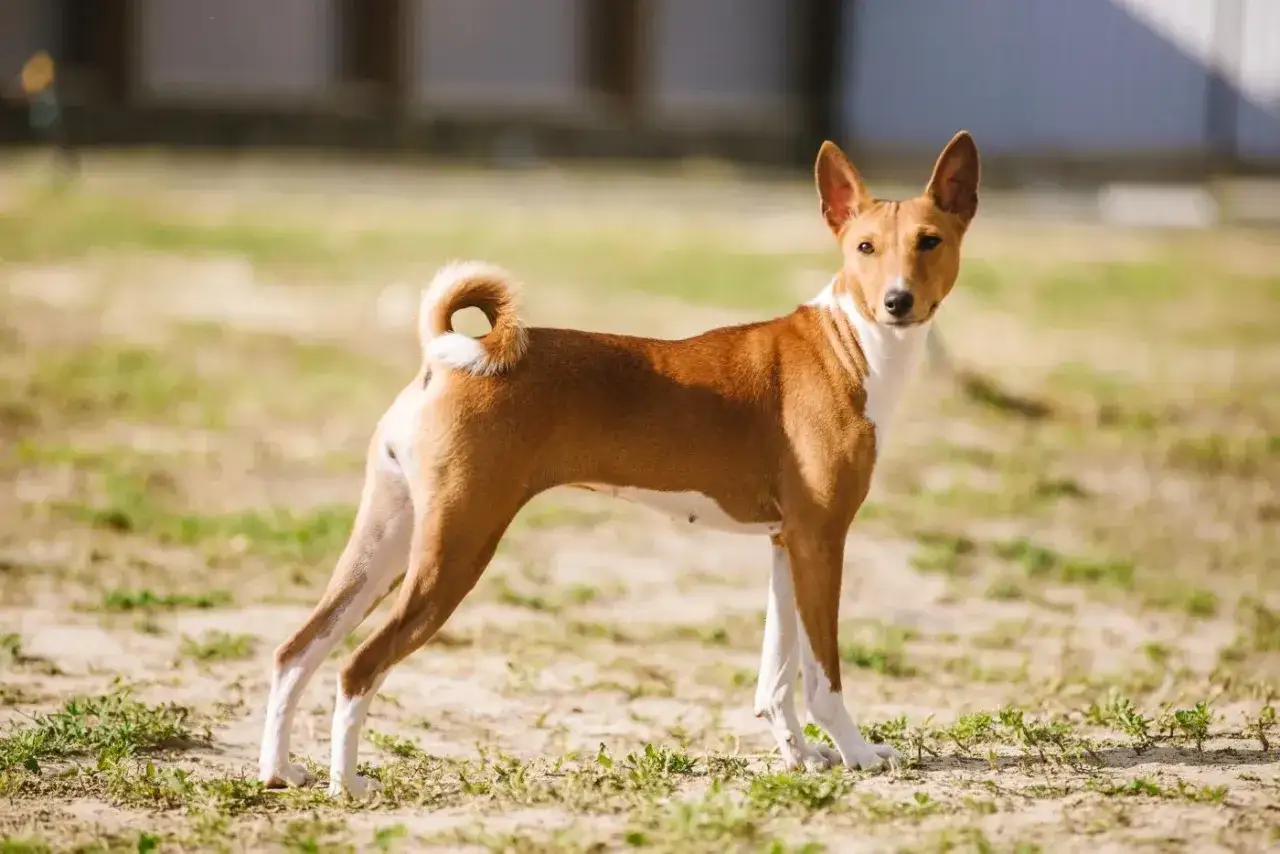 Un élégant terrier du Congo, au pelage roux et blanc, se tient fièrement sur un sol herbeux, sa queue enroulée sur son dos.