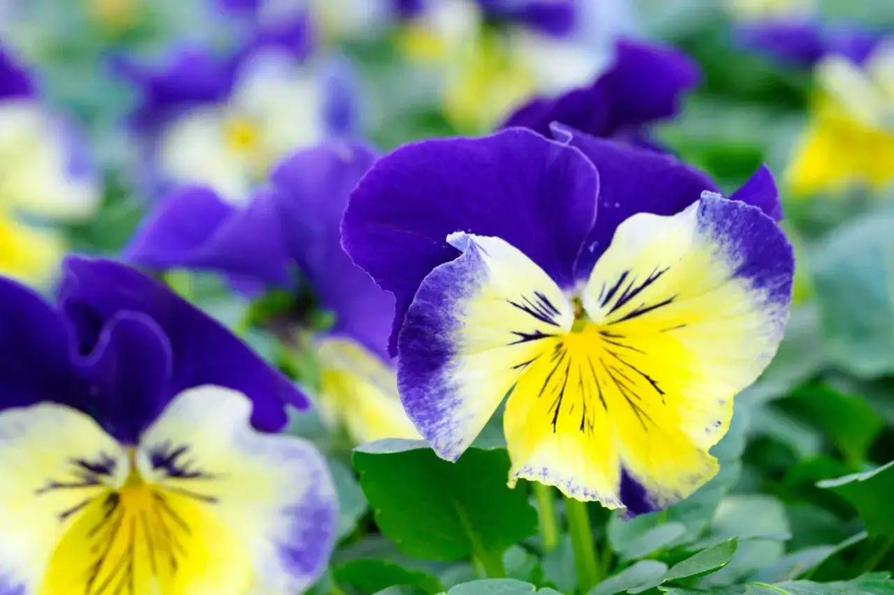 Stiefm&uuml;tterchen in leuchtendem Gelb und Violett. Perfekt, um zu wissen, welche Blumen im Juli pflanzen f&uuml;r bunte Beete.