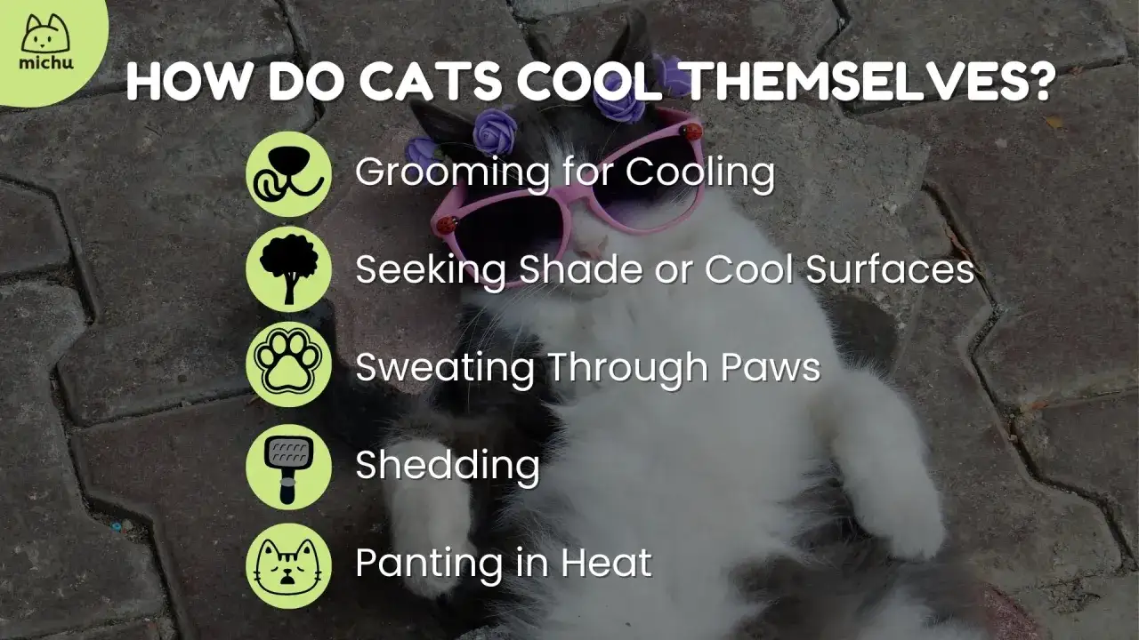 A cat in sunglasses and a flower crown relaxes, illustrating how cats cool themselves, including sweating through paws.