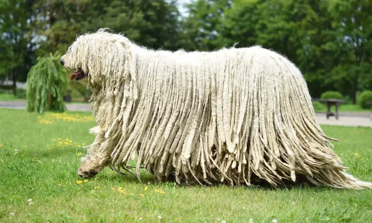 Ein Komondor Hund mit seinem charakteristischen, langen, wei&szlig;en Fell steht auf einer gr&uuml;nen Wiese.