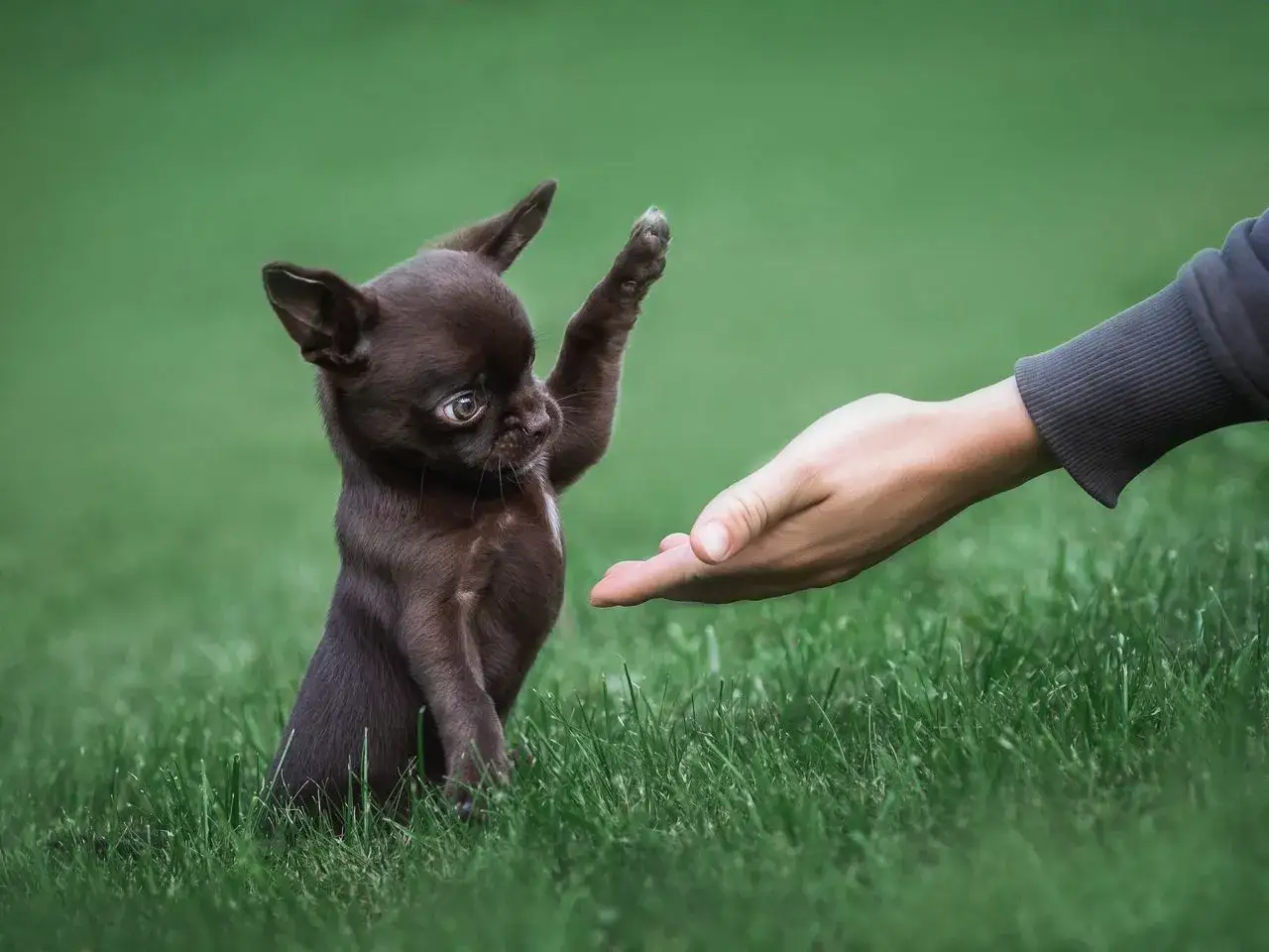 Mały, brązowy piesek chihuahua podaje łapkę na zielonej trawie.