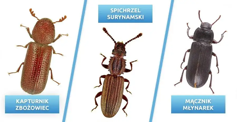 różne szkodniki domowe infografika