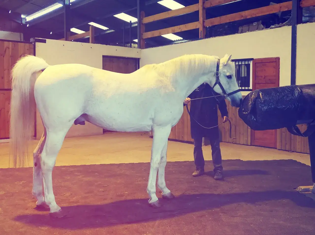 Un étalon blanc se tient dans une écurie, prêt pour la collecte de sperme de cheval. Un homme le tient en laisse.