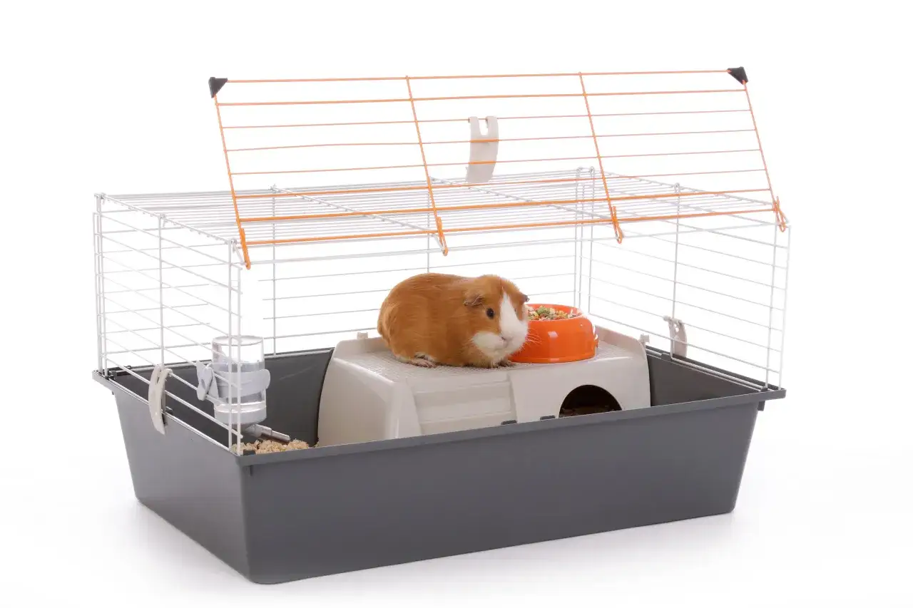 Un cochon d'Inde roux et blanc dans sa cage avec gamelle et biberon. Une astuce liti&egrave;re cochon d'inde pour un environnement propre.
