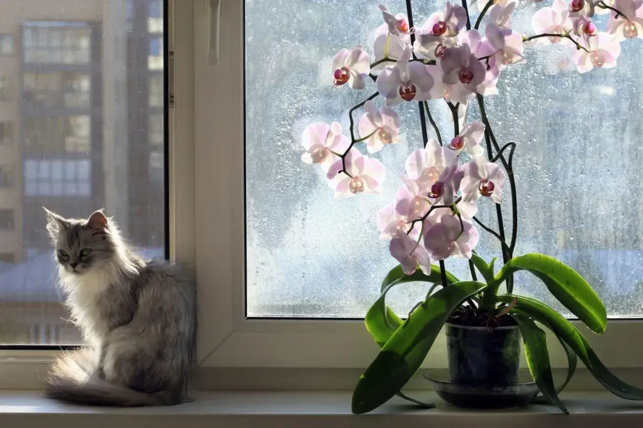 Puszysty kot siedzi na parapecie obok kwitnącej orchidei. Czy storczyki są trujące dla kota? Nie, te piękne kwiaty są bezpieczne dla Twojego pupila.