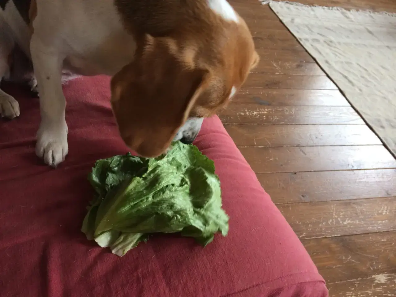 Beagle wącha sałatę, zastanawiając się, czy pies może jeść kapustę.