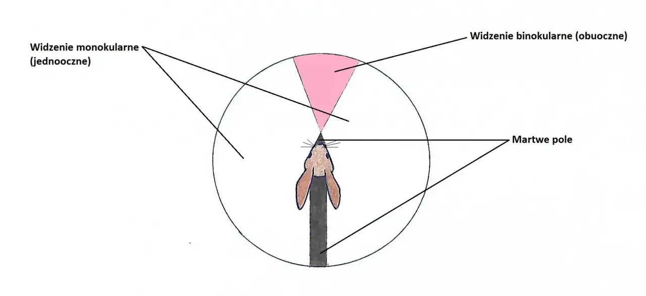 kr&oacute;lik pole widzenia mapa