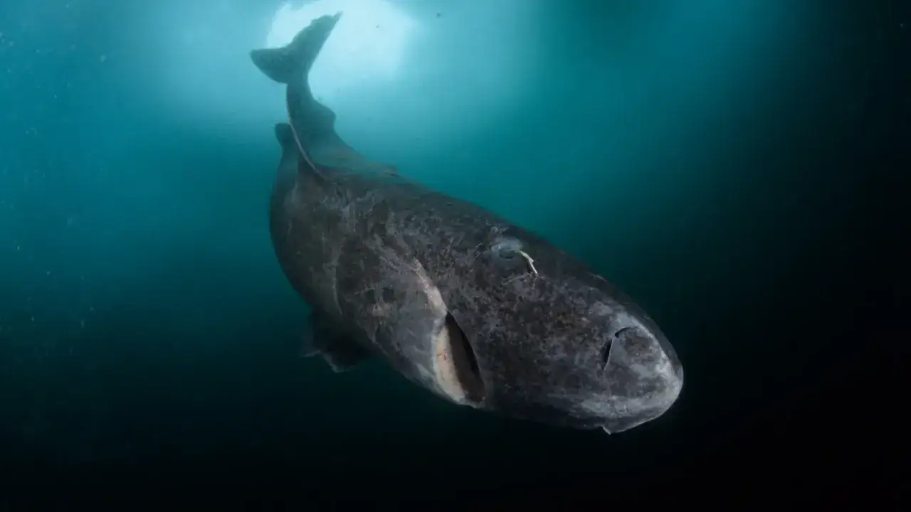 Un tibur&oacute;n duende, con su boca abierta y ojos peque&ntilde;os, nada en aguas oscuras y fr&iacute;as.