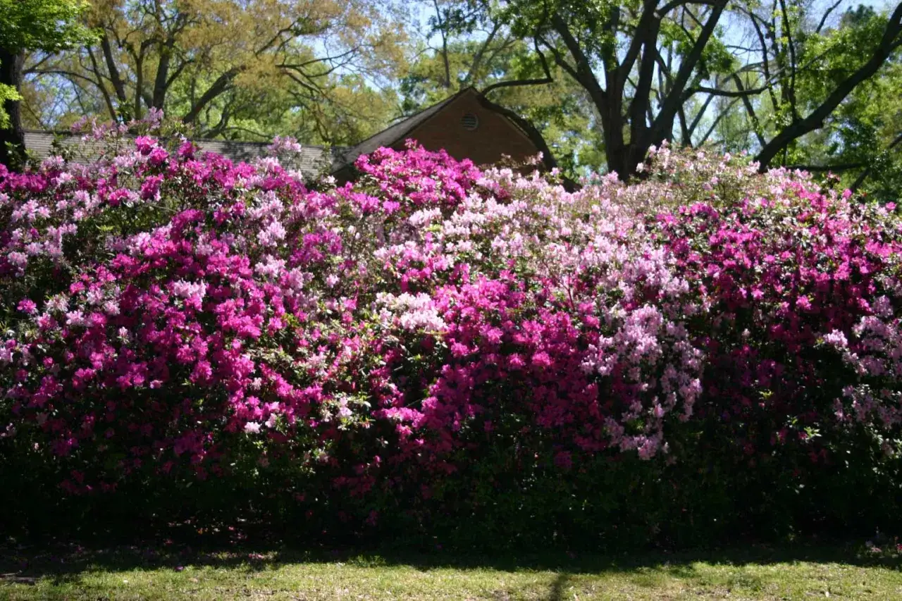 Un muro de azaleas en flor, rosas y fucsias, con cuidados adecuados, ilumina un jardín.