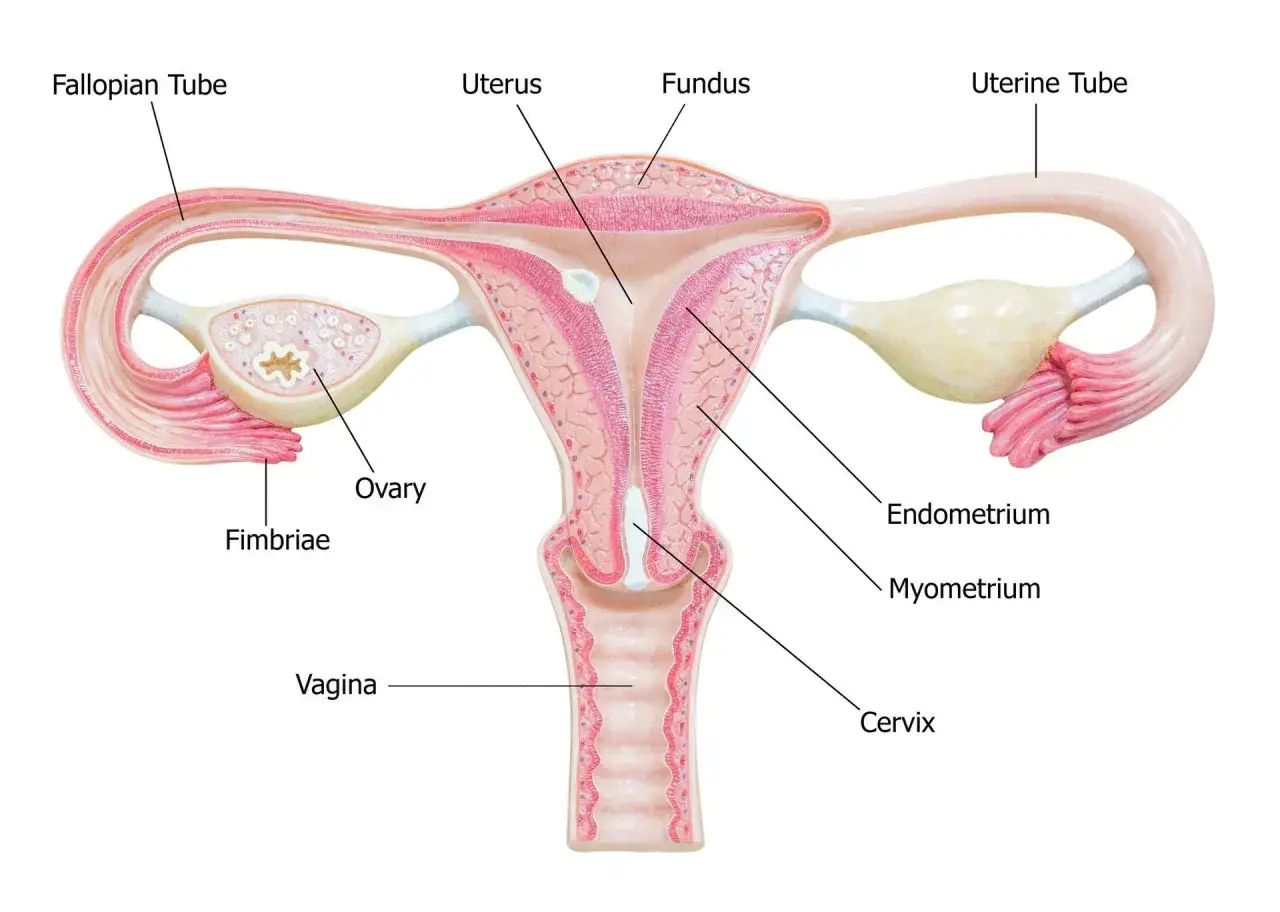 Anatomia kobieca: jajniki, jajowody, macica z endometrium i mięśniówką, szyjka macicy i pochwa.