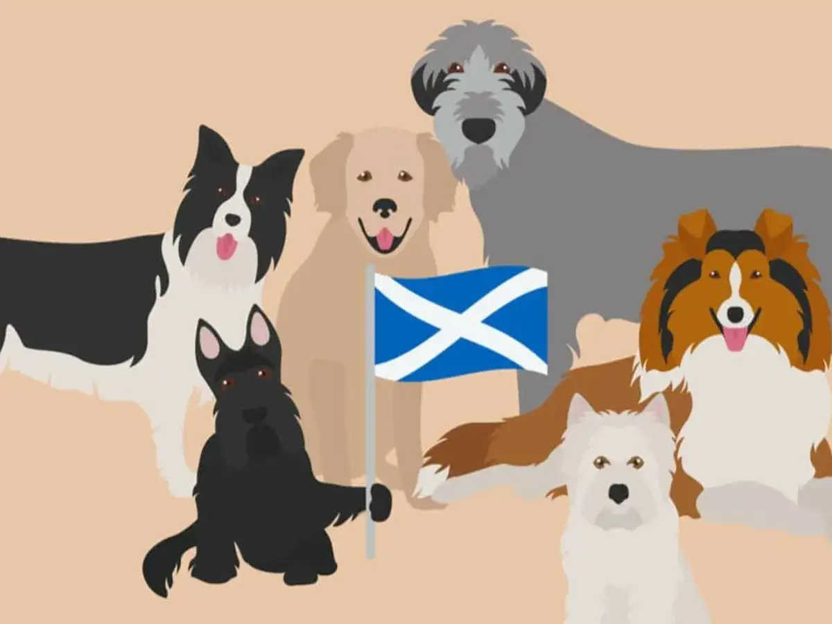 Szkocki pies, dumny z flagi Szkocji, stoi wśród swoich przyjaciół: border collie, golden retriever, owczarka szkockiego, west highland white terriera i wielkiego szarego psa.