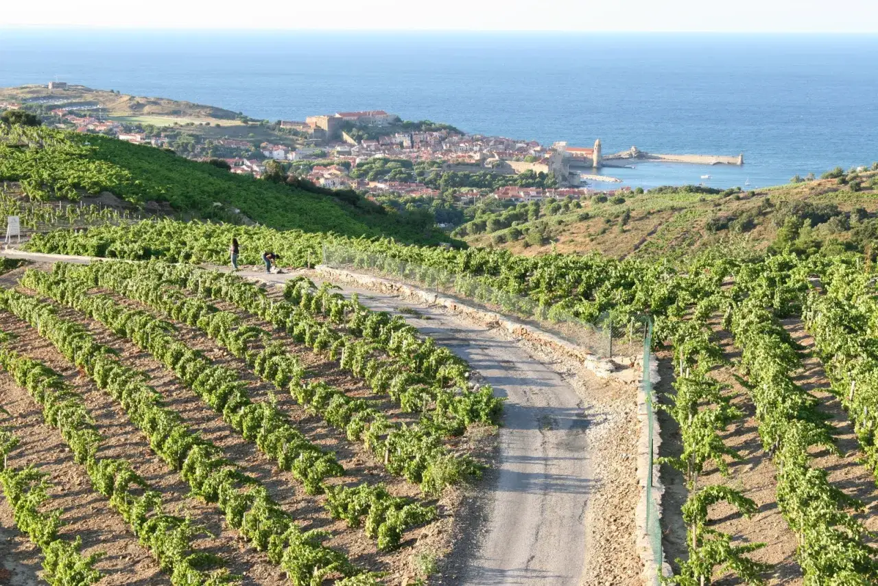 Vignoble en terrasses du domaine de la rectorie, avec le village et la mer en arri&egrave;re-plan.