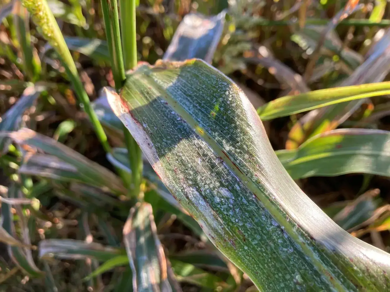 Close-up of a sorghum leaf with white powdery mildew. This plant can produce prussic acid, a dangerous toxin.