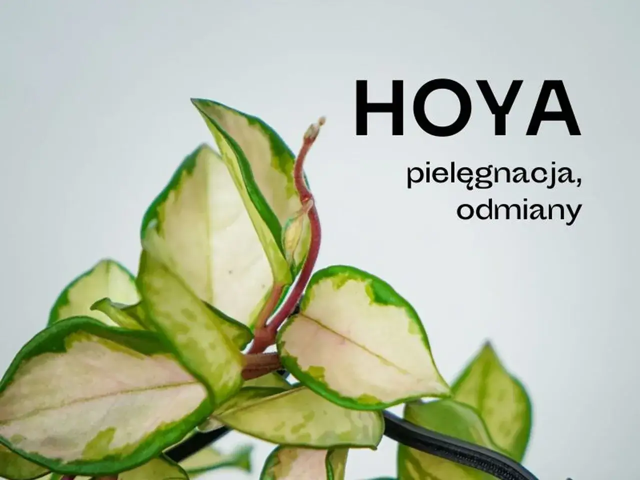 Piękne liście hoya, poznaj różne rodzaje i sposoby pielęgnacji.