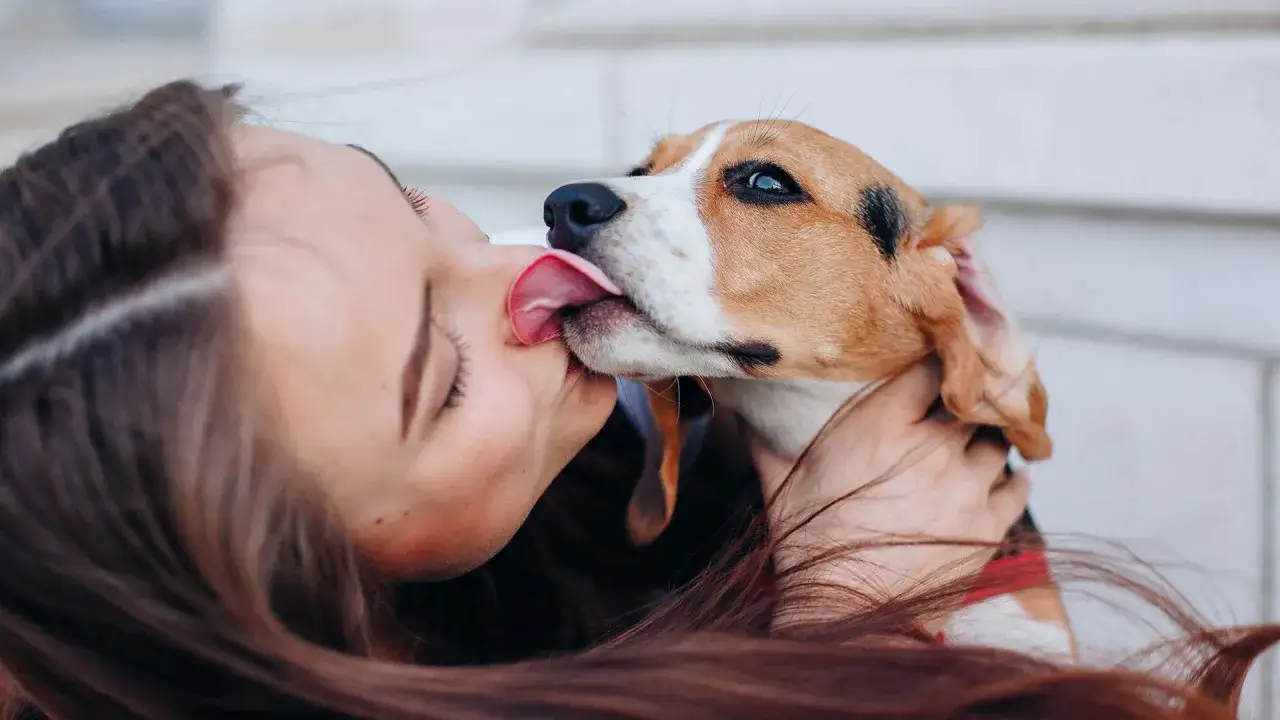 Un perro beagle lame la cara de una chica, mostrando que siente un perro cuando le das un beso: amor y alegr&iacute;a.