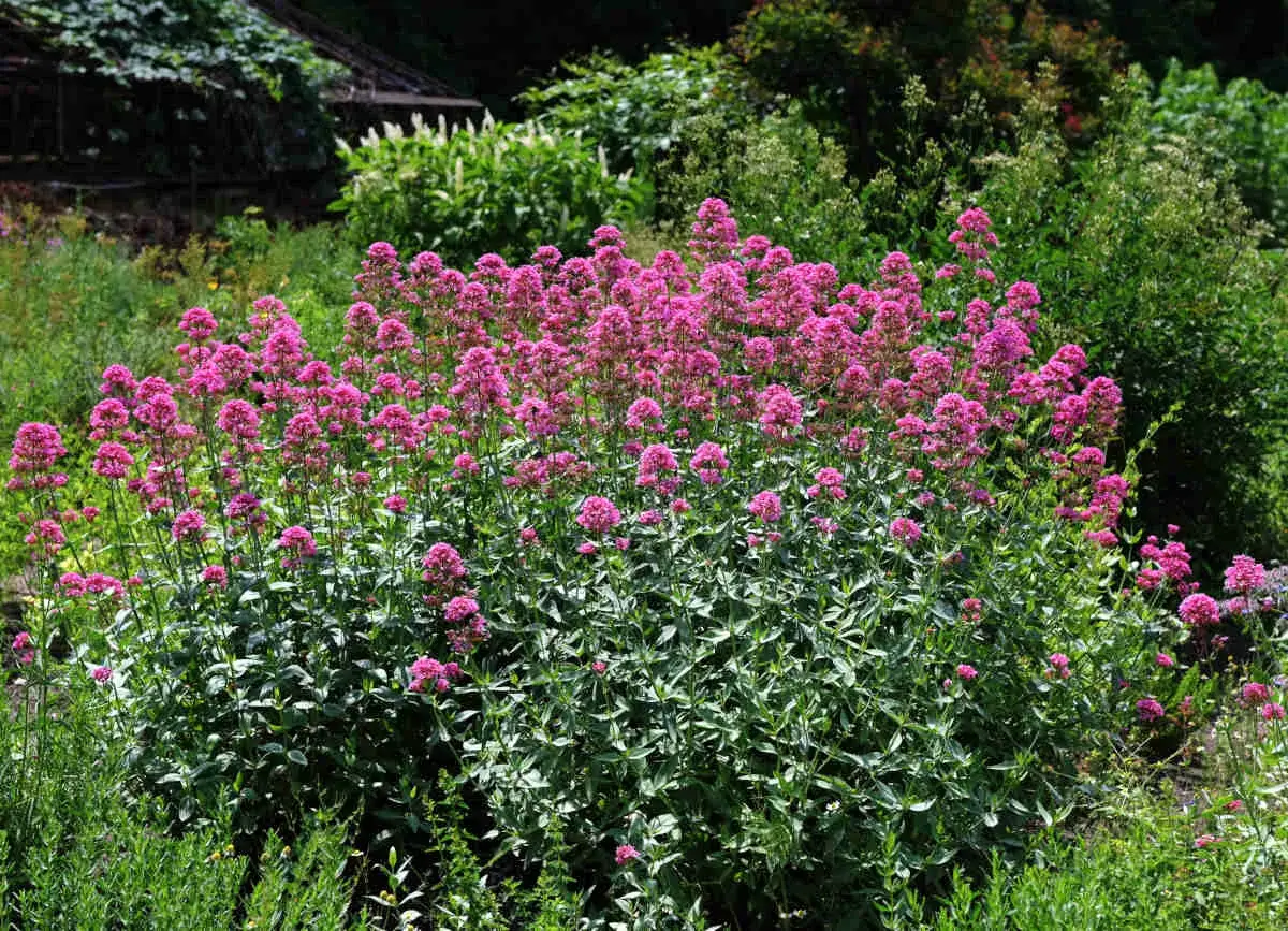 Un massif de valériane des jardins toxique, aux fleurs roses vives, se dresse au milieu d'une végétation luxuriante.