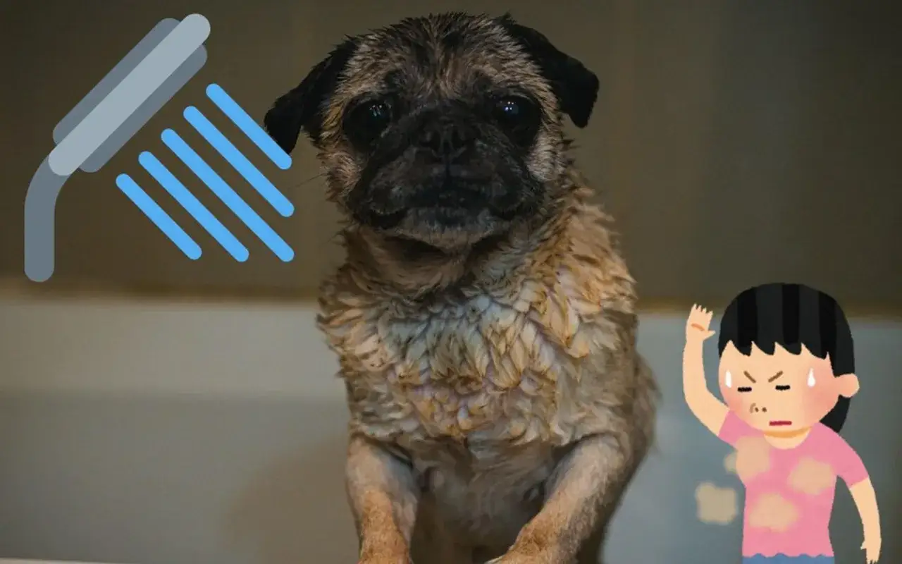 Perro mojado y persona con cara de asco, porque mi perro huele mal aunque lo ba&ntilde;e.