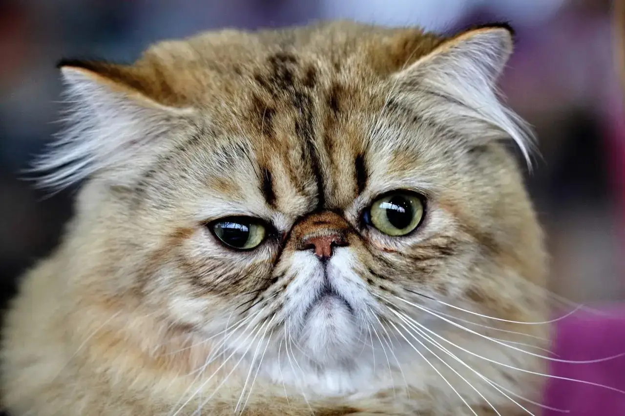 Gros plan sur un chat au nez écrasé, aux yeux verts perçants et à la fourrure brune rayée.