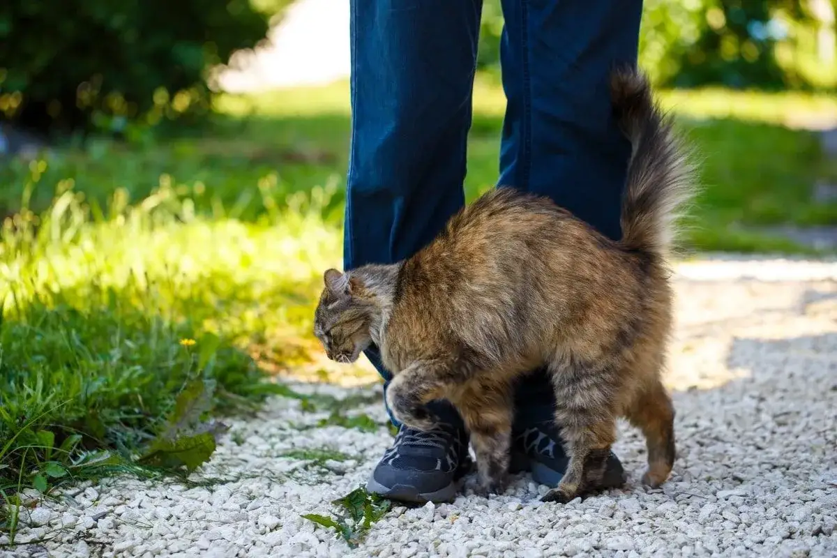 Puszysty kotek, w brązowo-rudych barwach, wykonuje czułe ocieranie się kota o nogę w dżinsach.