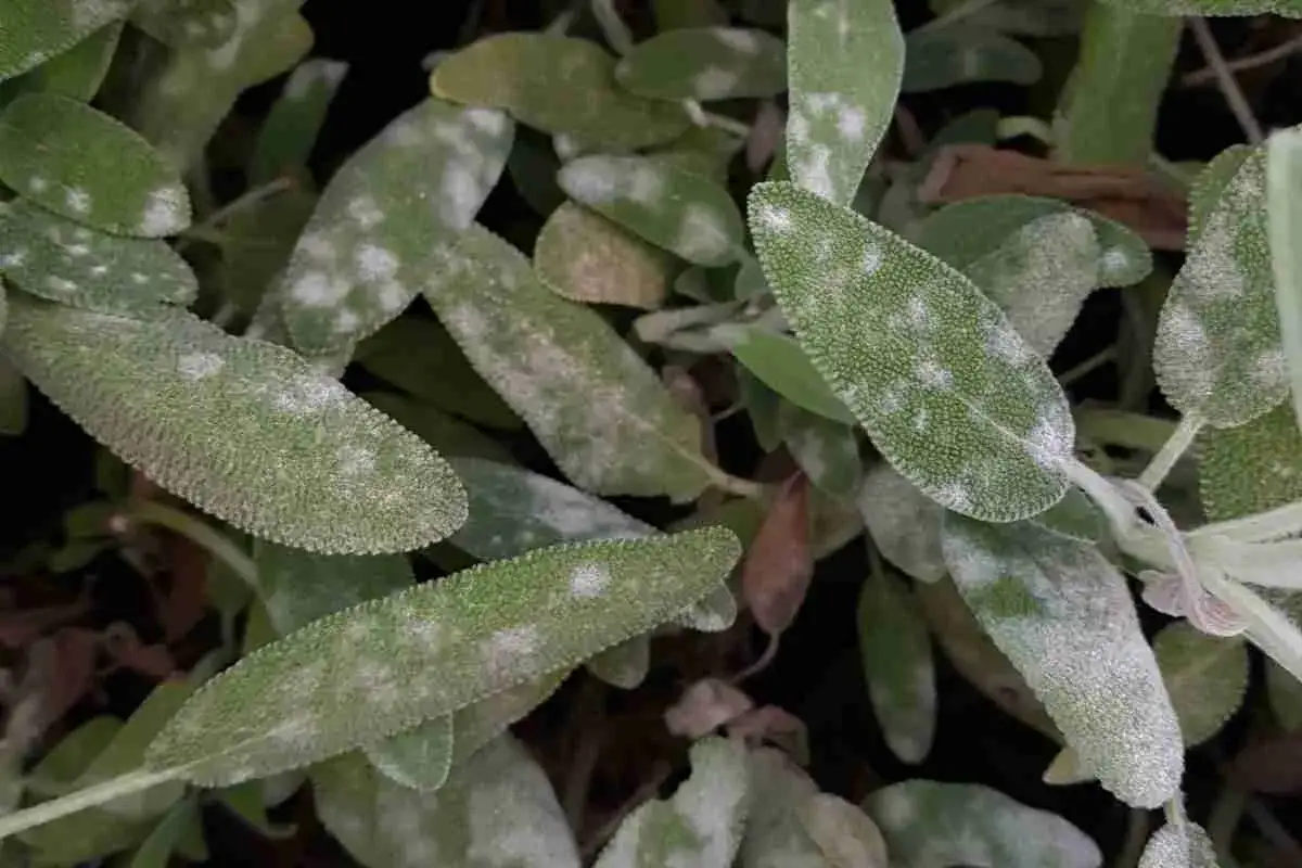 Foglie di salvia colpite da oidio, con macchie biancastre che ne ricoprono la superficie.
