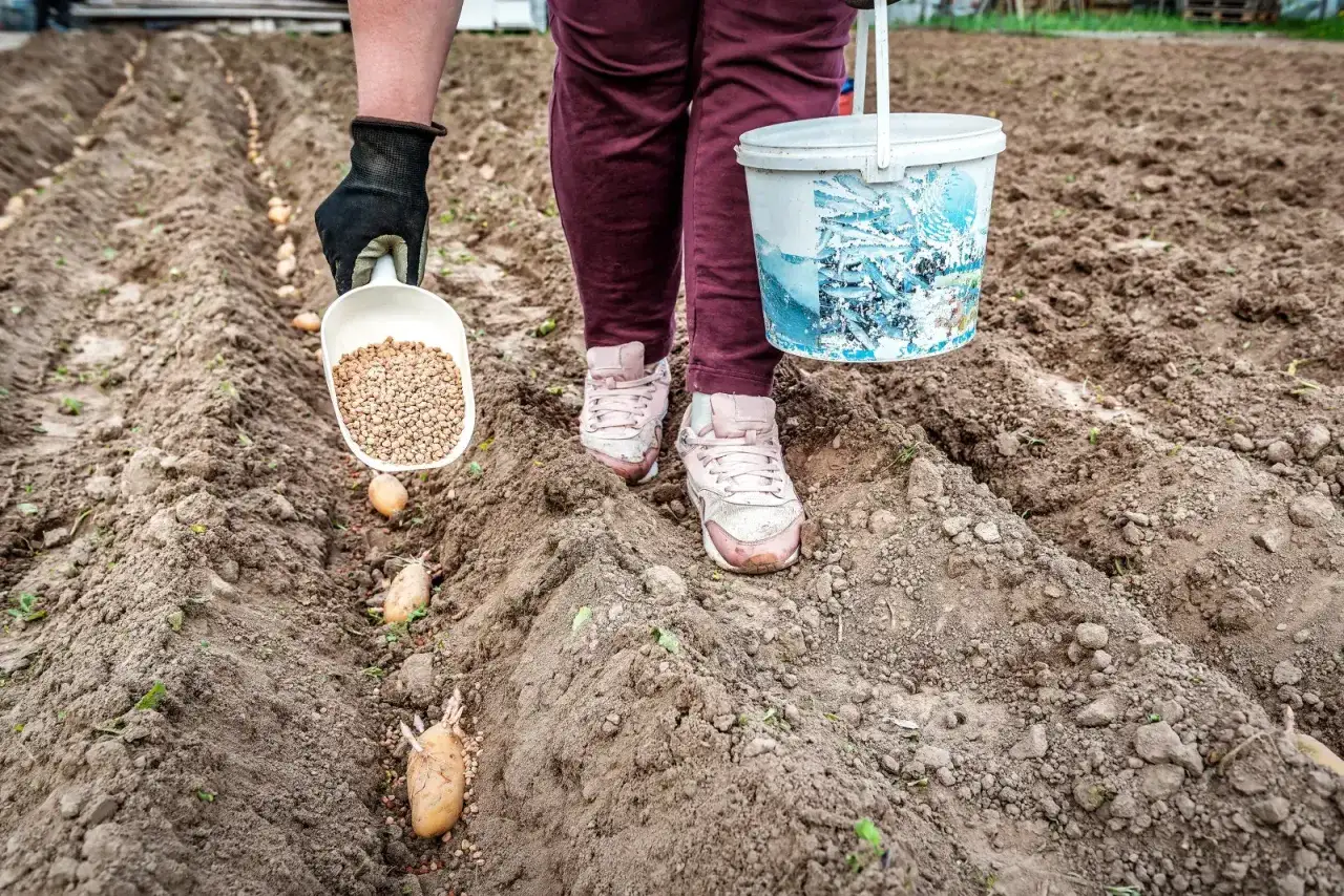 Osoba rozsypuje nawóz pod ziemniaki, przygotowując glebę do sadzenia.