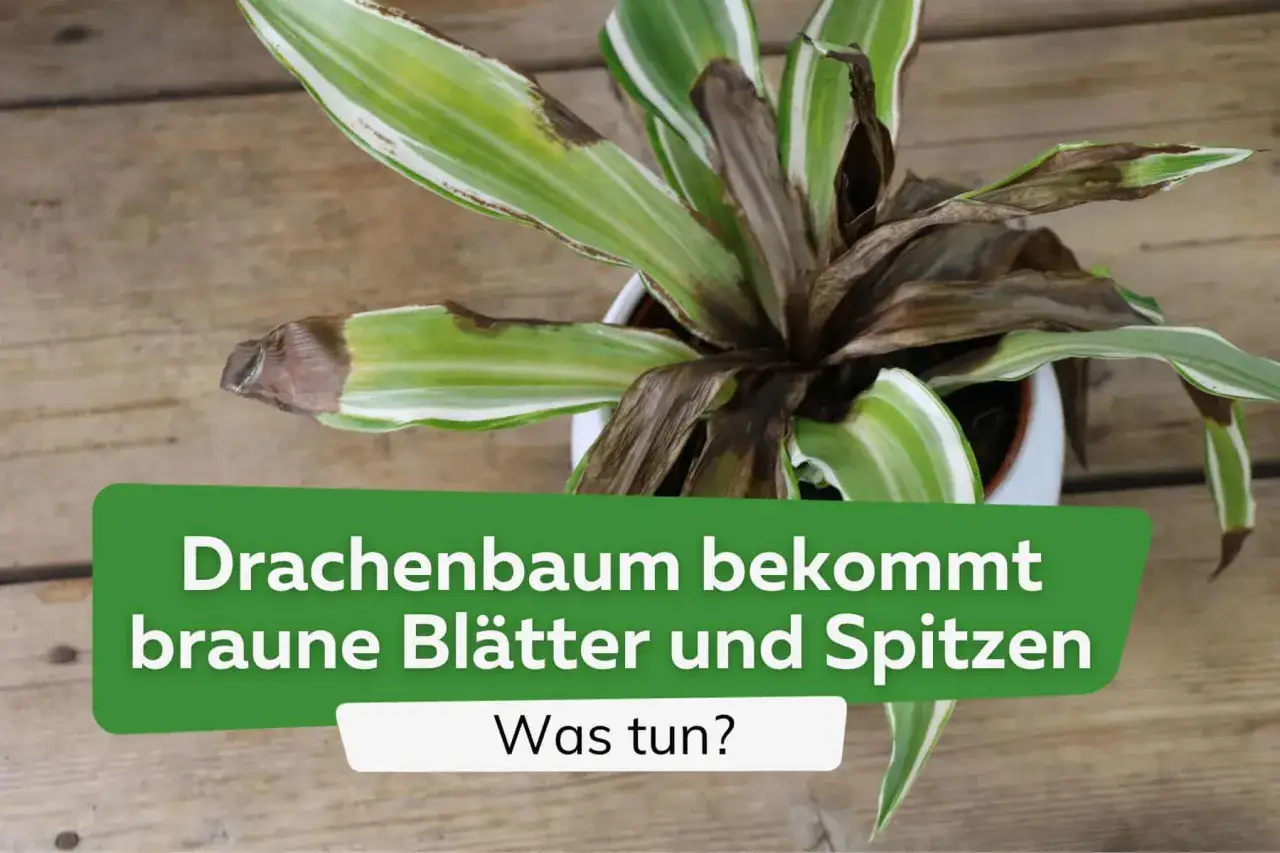 Drachenbaum bekommt braune Bl&auml;tter und Spitzen. M&ouml;gliche Krankheiten und was man dagegen tun kann.