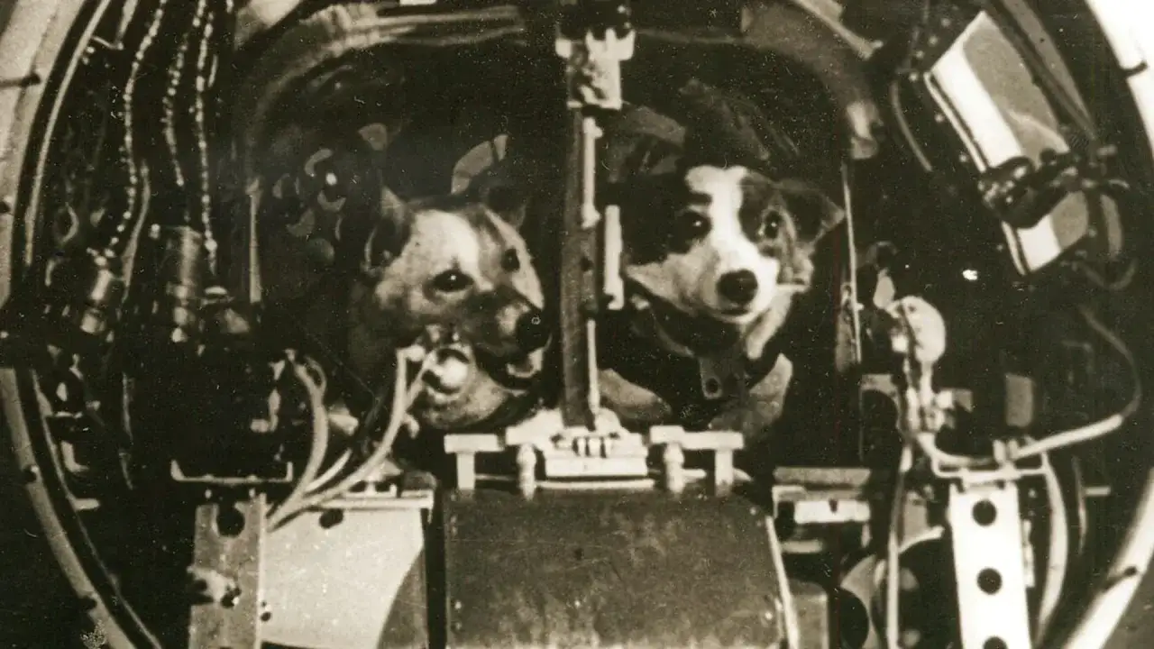 Deux chiens, pionniers de l'exploration spatiale, dans leur capsule. Ce chien envoy&eacute; dans l'espace a ouvert la voie aux futurs voyages.