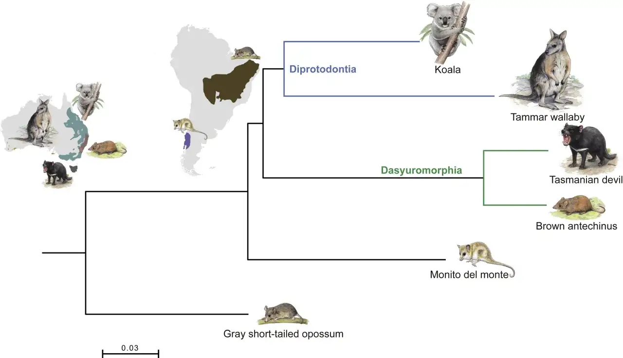 Arbre phylog&eacute;n&eacute;tique montrant les sous-ordres de marsupialia : Diprotodontia (koala, wallaby) et Dasyuromorphia (diable de Tasmanie, antechinus).