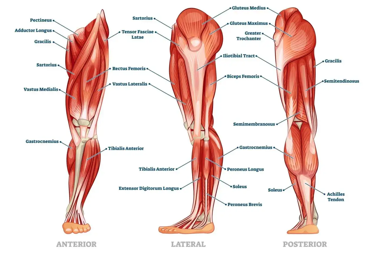Anatomia mięśni nóg: wykroki angażują pośladki, czworogłowe, dwugłowe uda i łydki.