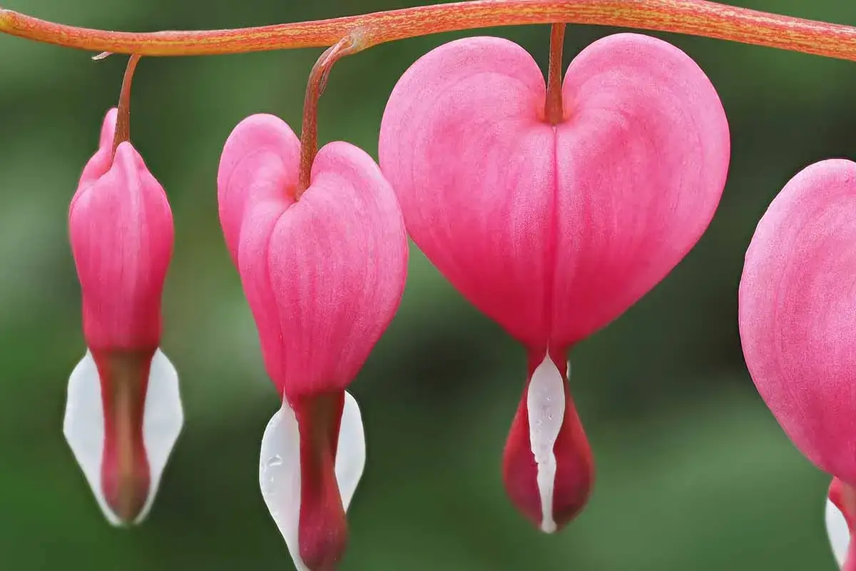 A row of pink bleeding heart flowers, each shaped like a delicate heart, hang from a branch against a soft green background.
