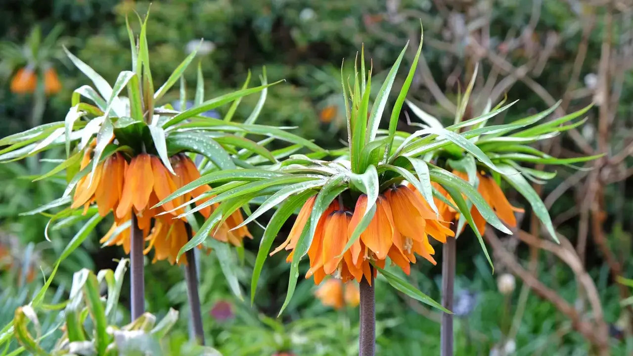 Plusieurs fritillaires imp&eacute;riales aux fleurs orange vif et aux feuilles vertes pointues, parsem&eacute;es de gouttes de pluie, se dressent dans un jardin.
