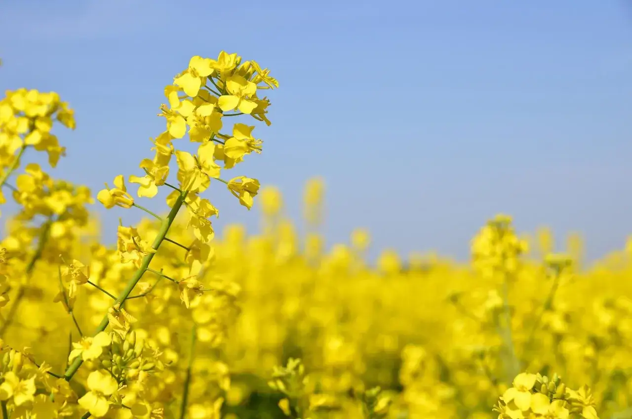 Champ de fleurs de colza (Brassica napus var. napus) sous un ciel bleu clair.