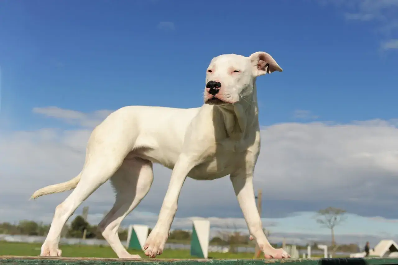Młody dogo argentino o białej sierści stoi na drewnianej belce, patrząc w bok na tle błękitnego nieba z chmurami.