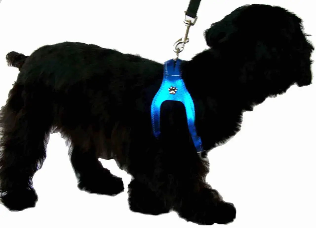 Schwarzer Hund mit blauem Geschirr, der auf eine sanfte Behandlung bei Trachealkollaps hofft. Hausmittel können helfen.