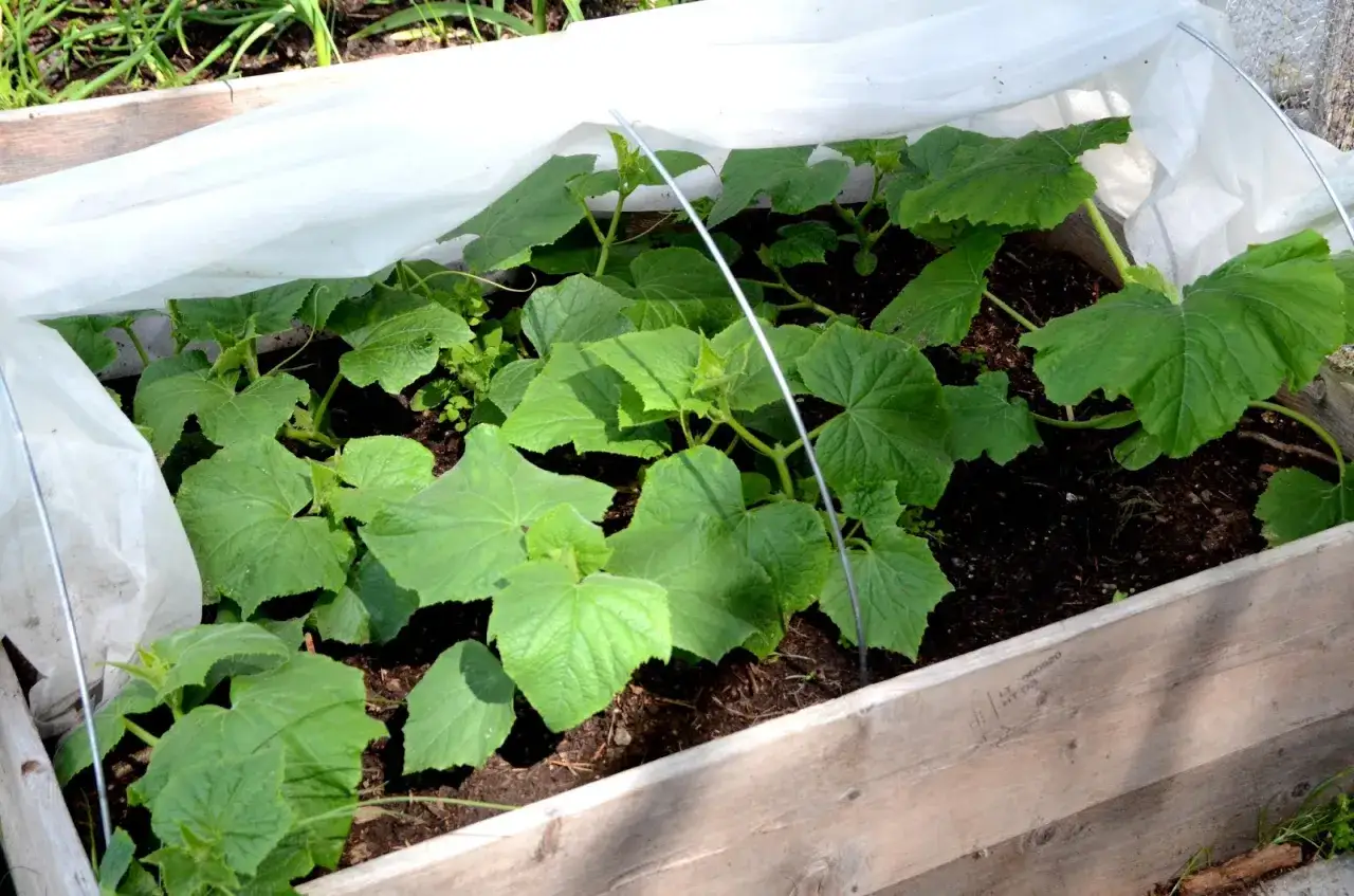 Sm&aring; squashplantor v&auml;xer frodigt i en pallkrage under fiberduk. Snart blir det sk&ouml;rd!