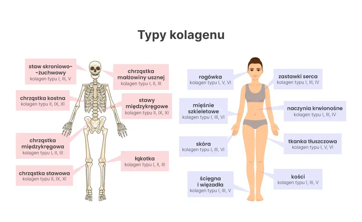 różne rodzaje kolagenu zastosowania