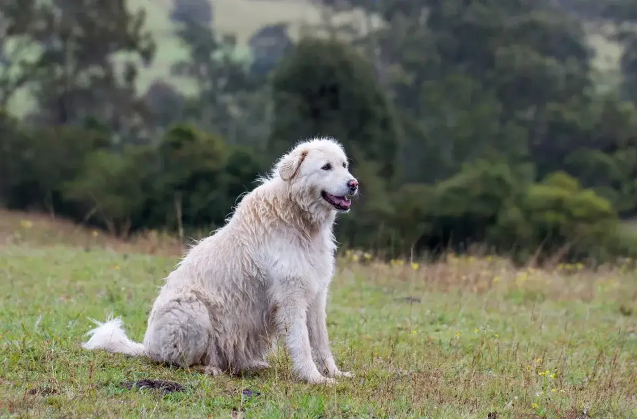 Un grand chien blanc, un patou, assis dans un champ verdoyant, surveille paisiblement son territoire.